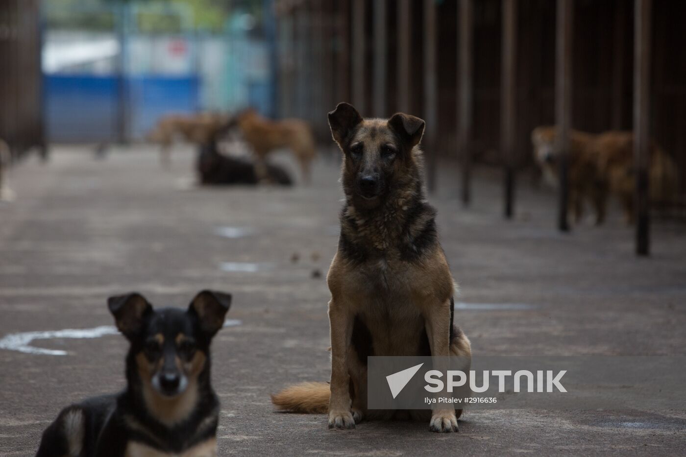 Animal shelter in Moscow