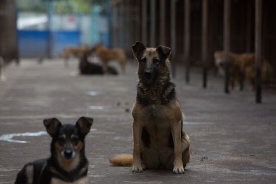 Animal shelter in Moscow