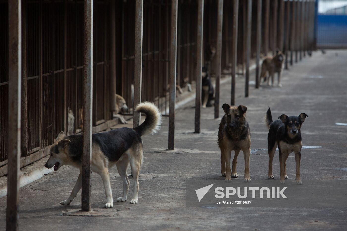 Animal shelter in Moscow