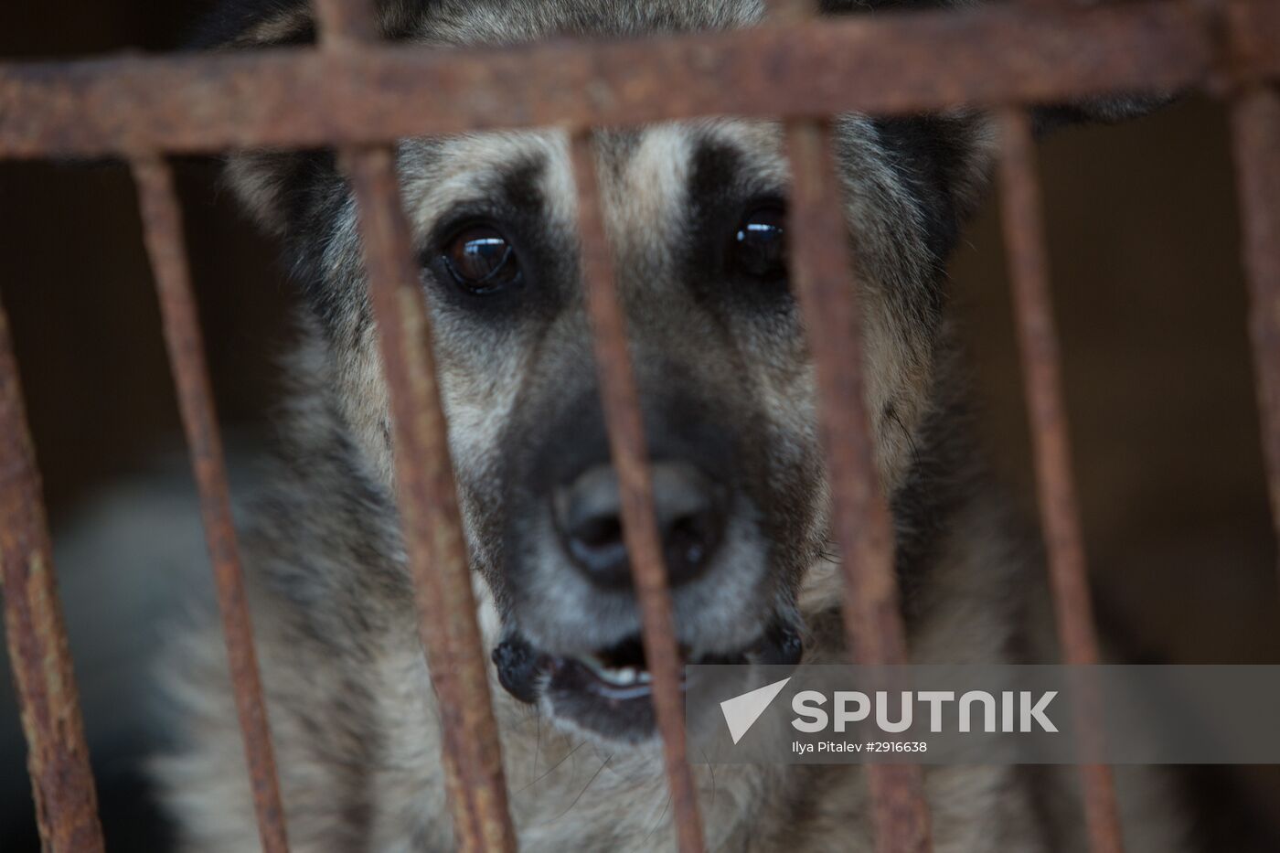Animal shelter in Moscow