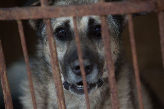 Animal shelter in Moscow