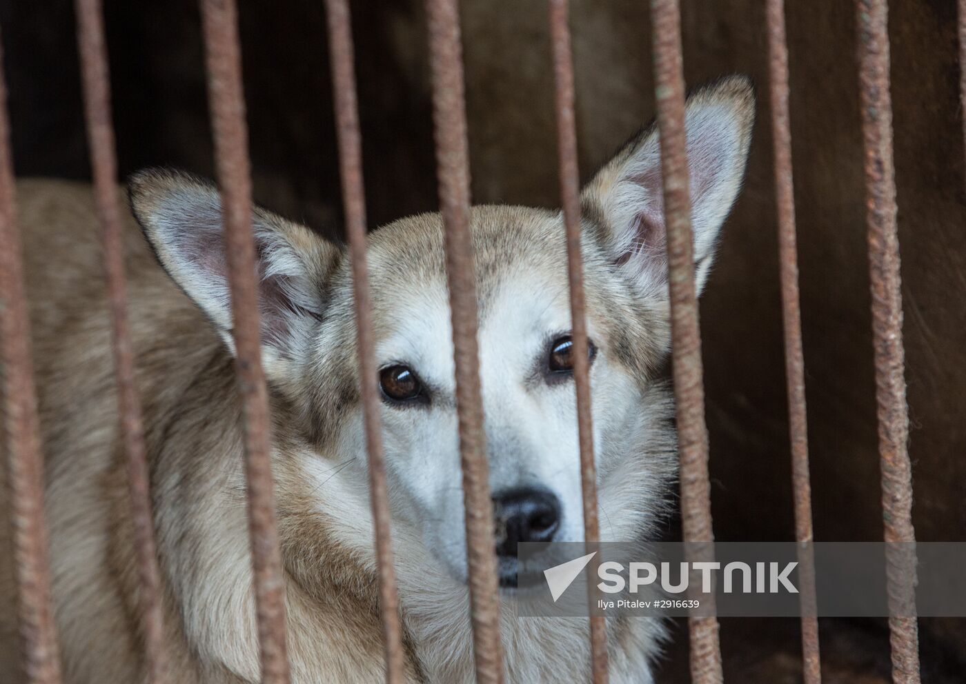 Animal shelter in Moscow