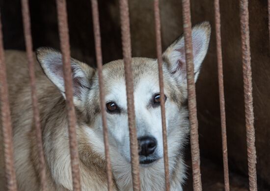 Animal shelter in Moscow