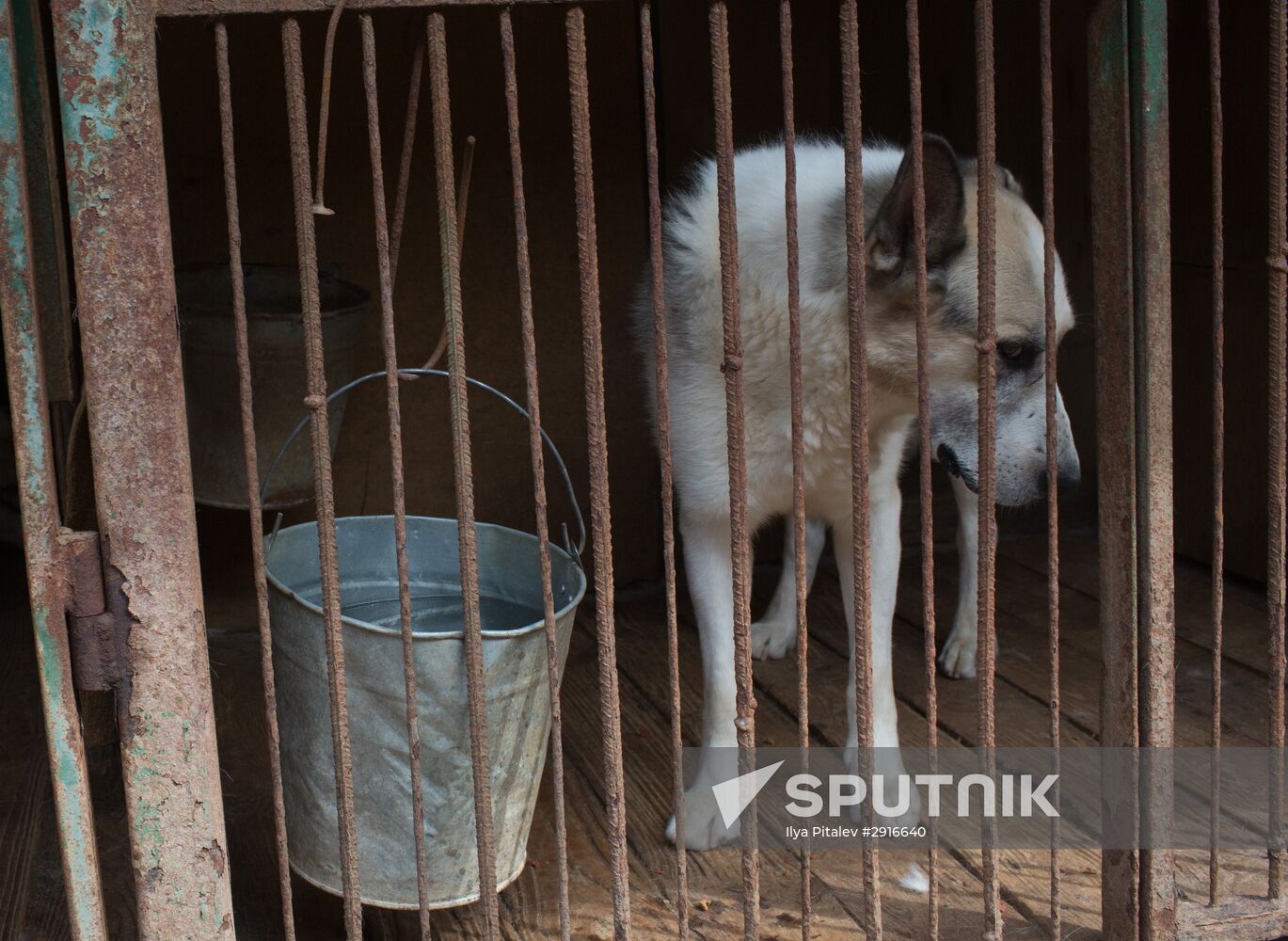 Animal shelter in Moscow