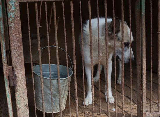 Animal shelter in Moscow