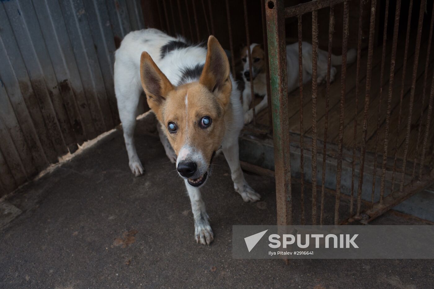 Animal shelter in Moscow