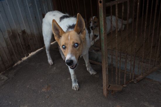 Animal shelter in Moscow