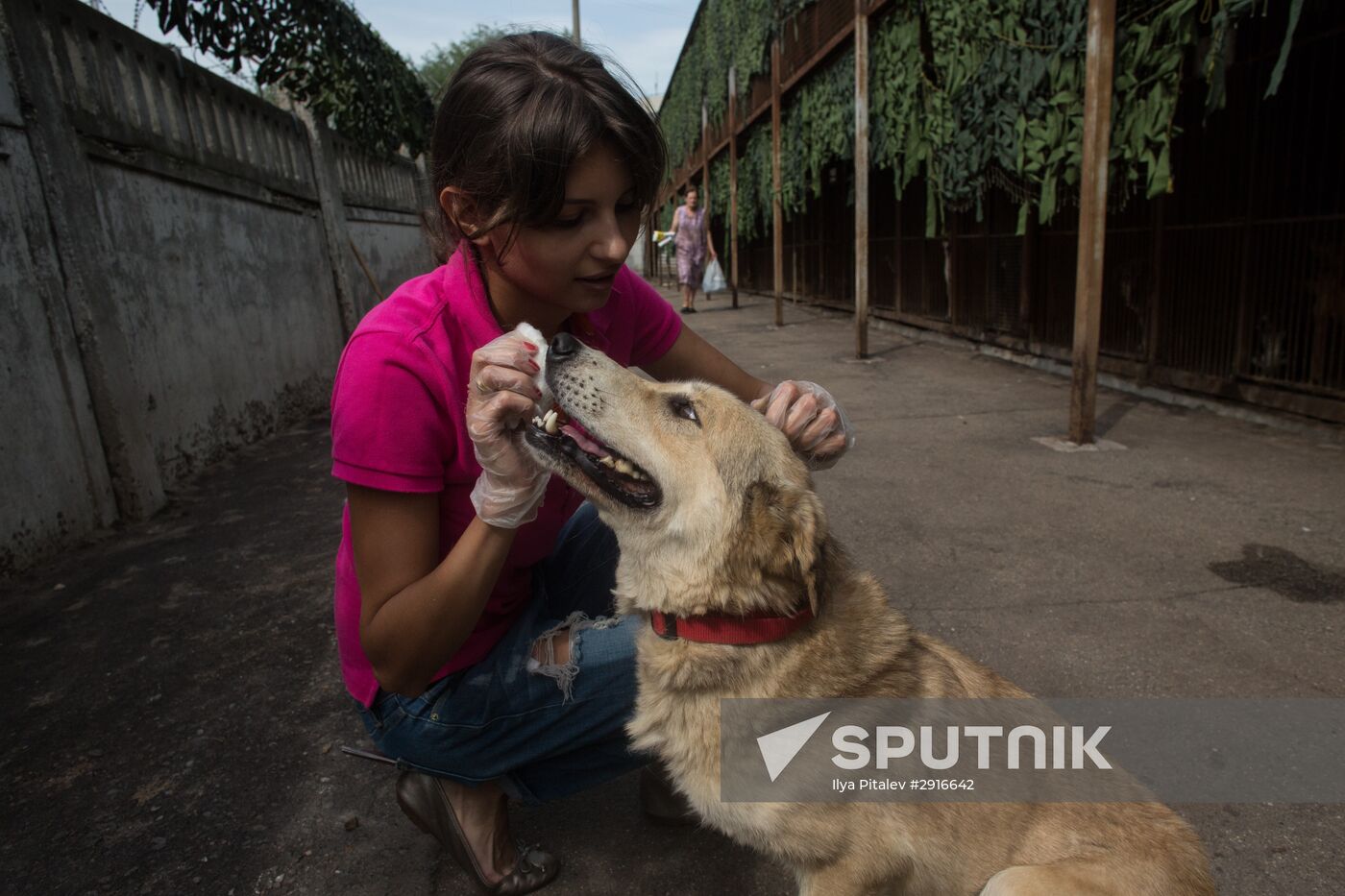 Animal shelter in Moscow