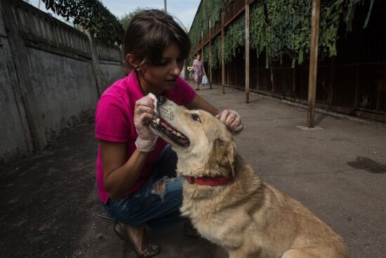 Animal shelter in Moscow