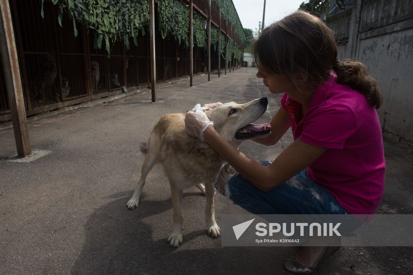 Animal shelter in Moscow