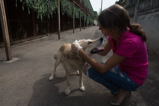 Animal shelter in Moscow