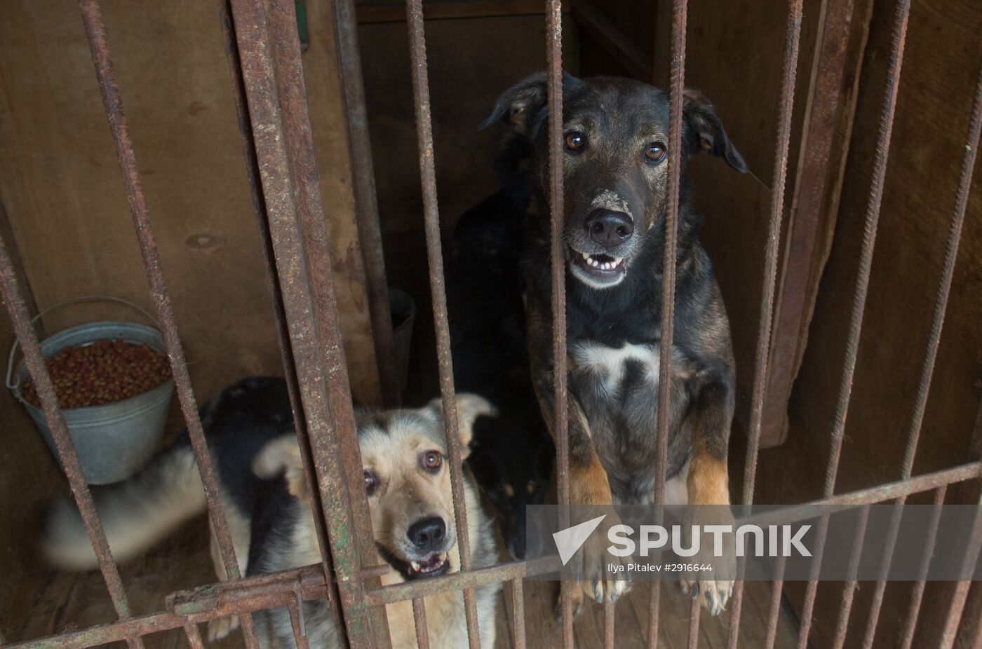 Animal shelter in Moscow