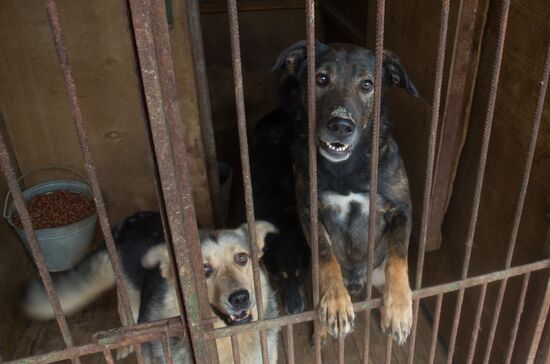 Animal shelter in Moscow