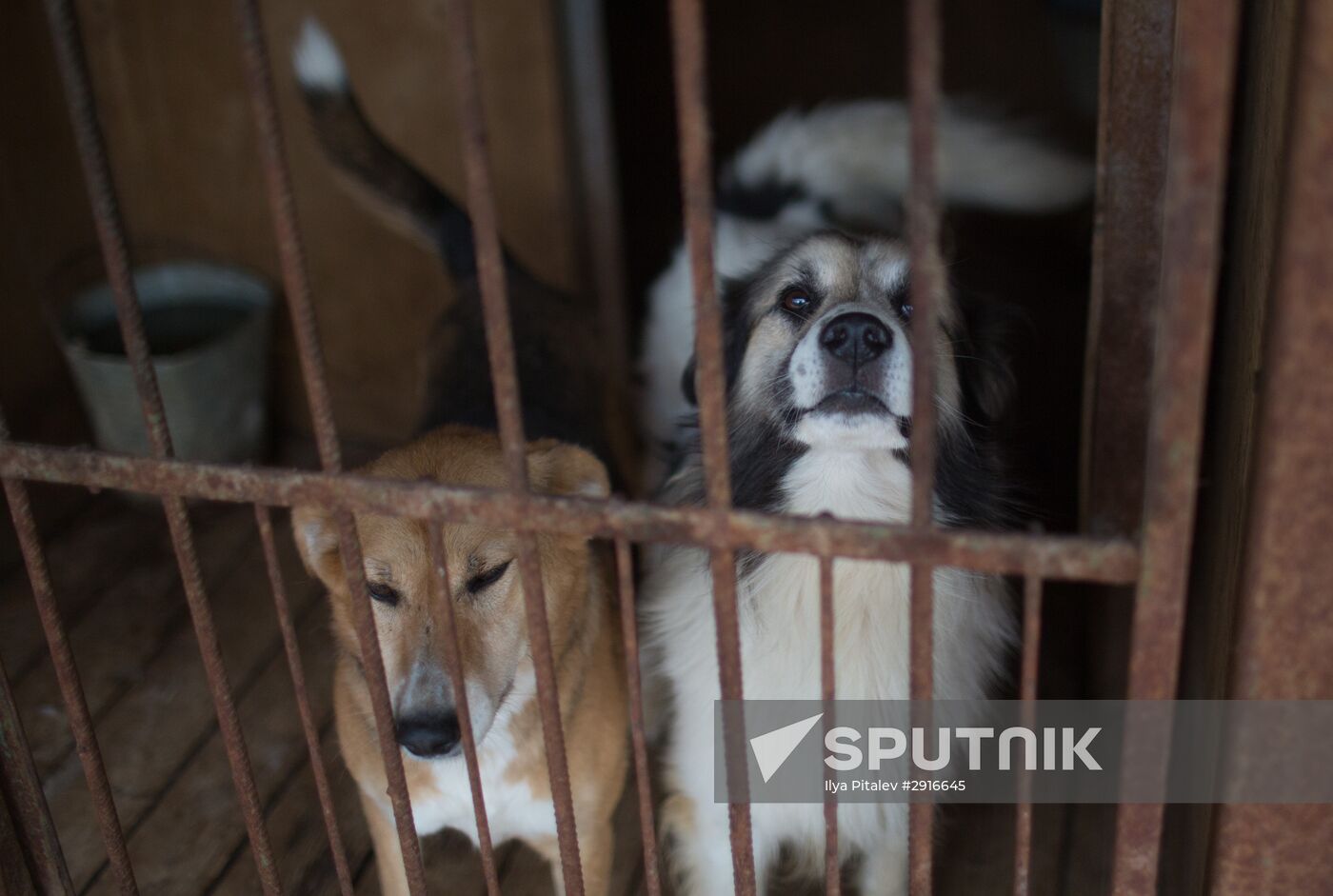 Animal shelter in Moscow