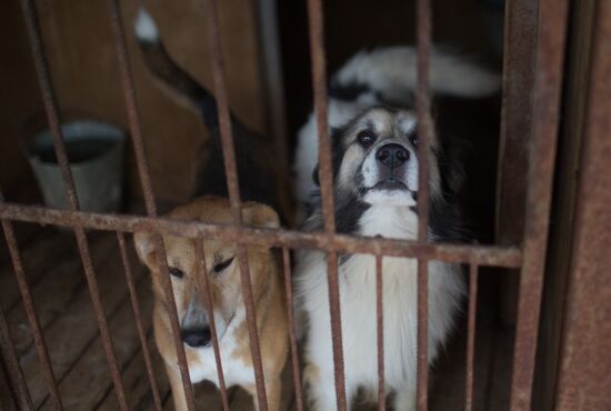 Animal shelter in Moscow