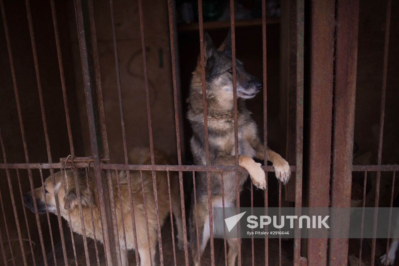 Animal shelter in Moscow