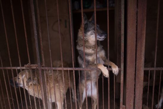 Animal shelter in Moscow