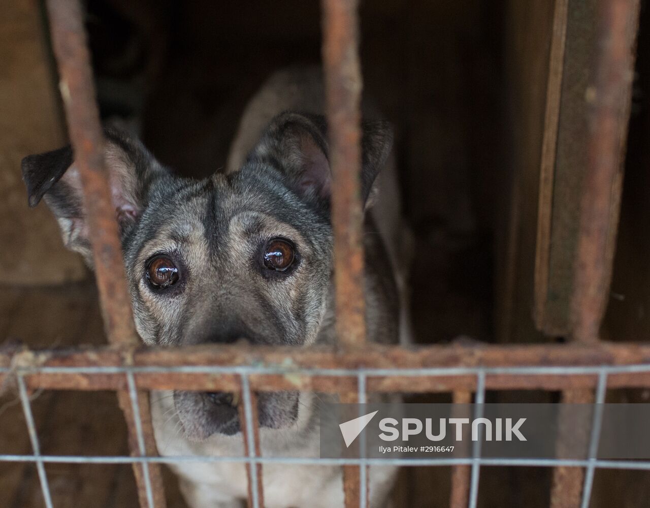 Animal shelter in Moscow