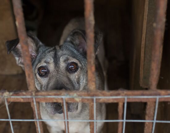 Animal shelter in Moscow