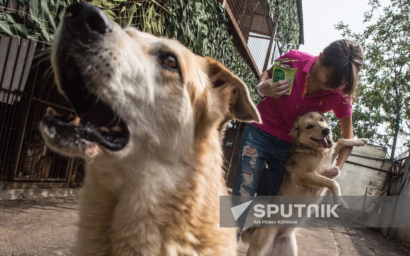 Animal shelter in Moscow