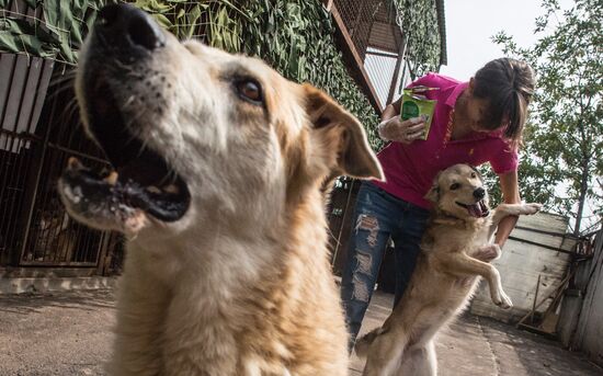 Animal shelter in Moscow
