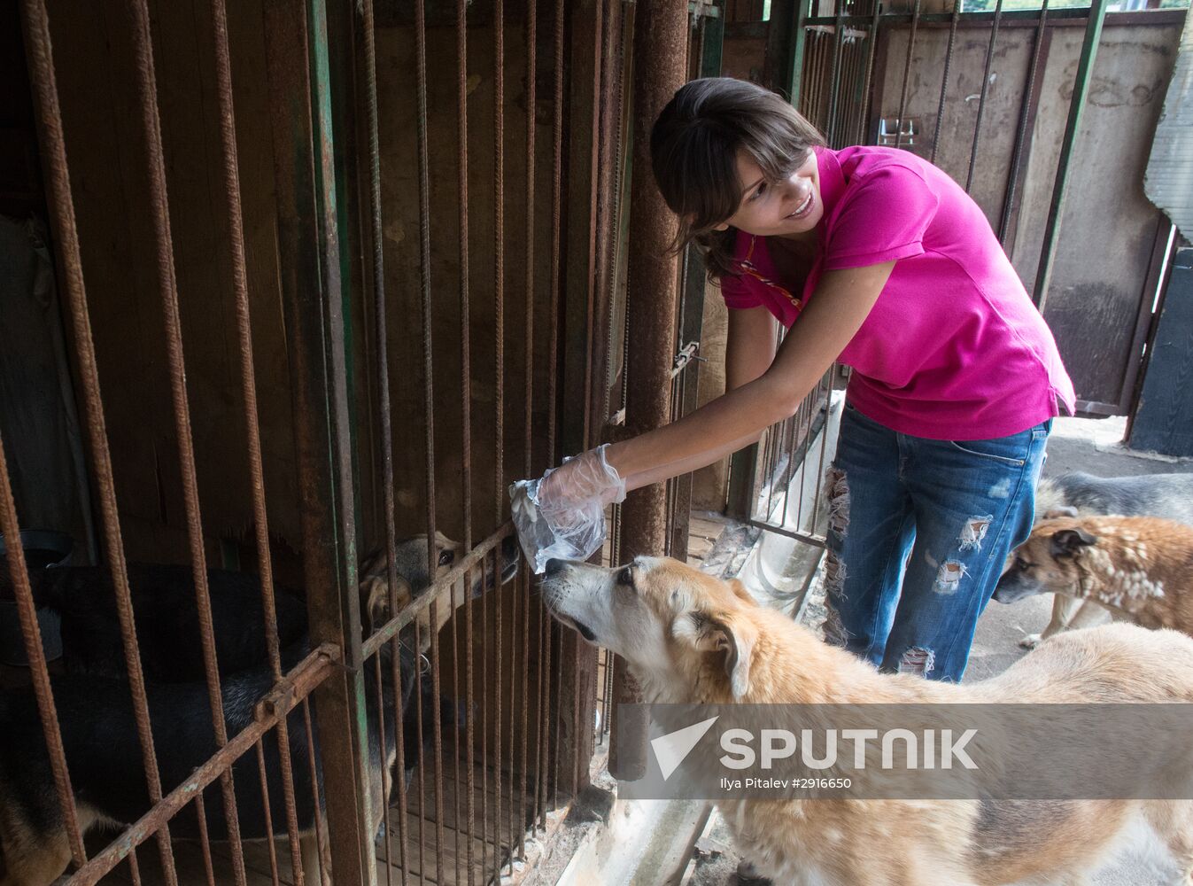 Animal shelter in Moscow