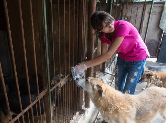 Animal shelter in Moscow