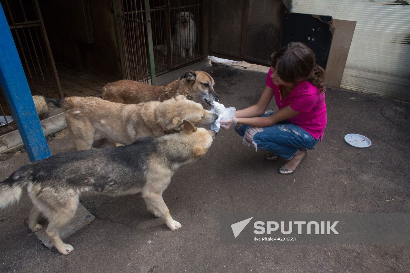 Animal shelter in Moscow