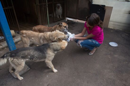 Animal shelter in Moscow