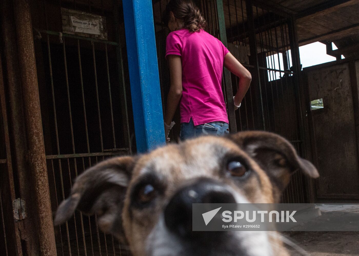 Animal shelter in Moscow