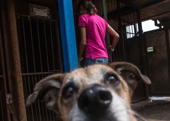 Animal shelter in Moscow