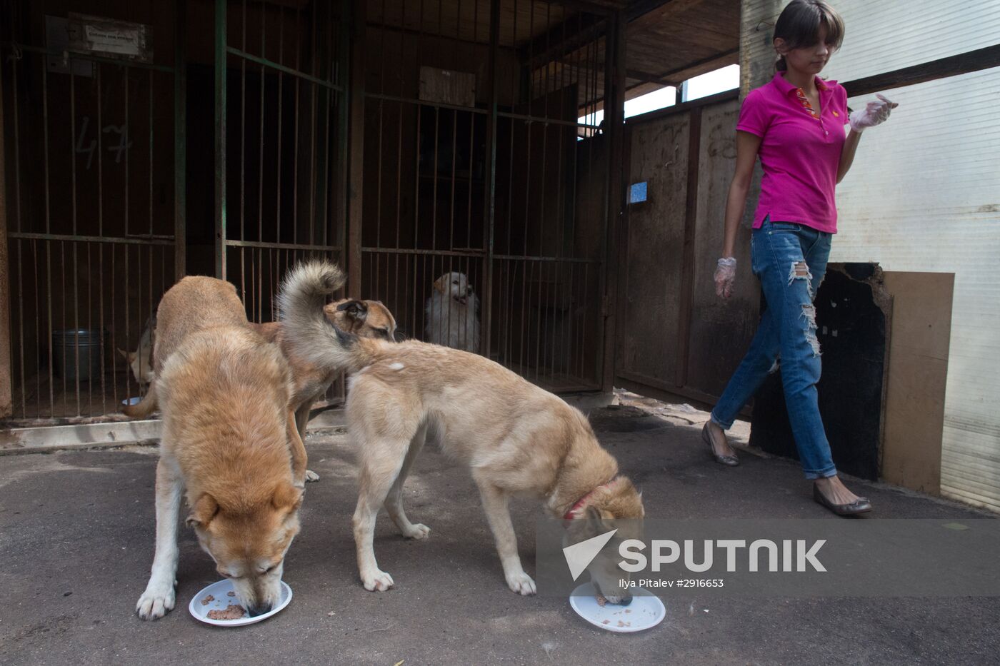 Animal shelter in Moscow