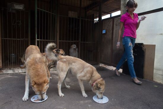 Animal shelter in Moscow