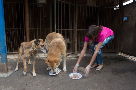 Animal shelter in Moscow