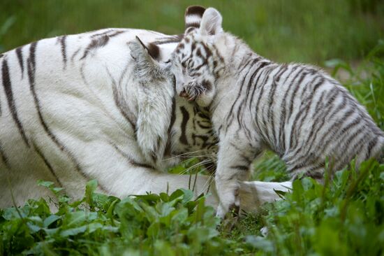 White tiger cub born in Novosibirsk Zoo