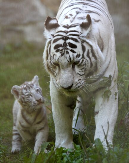 White tiger cub born in Novosibirsk Zoo