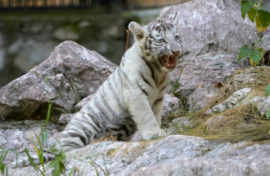 White tiger cub born in Novosibirsk Zoo