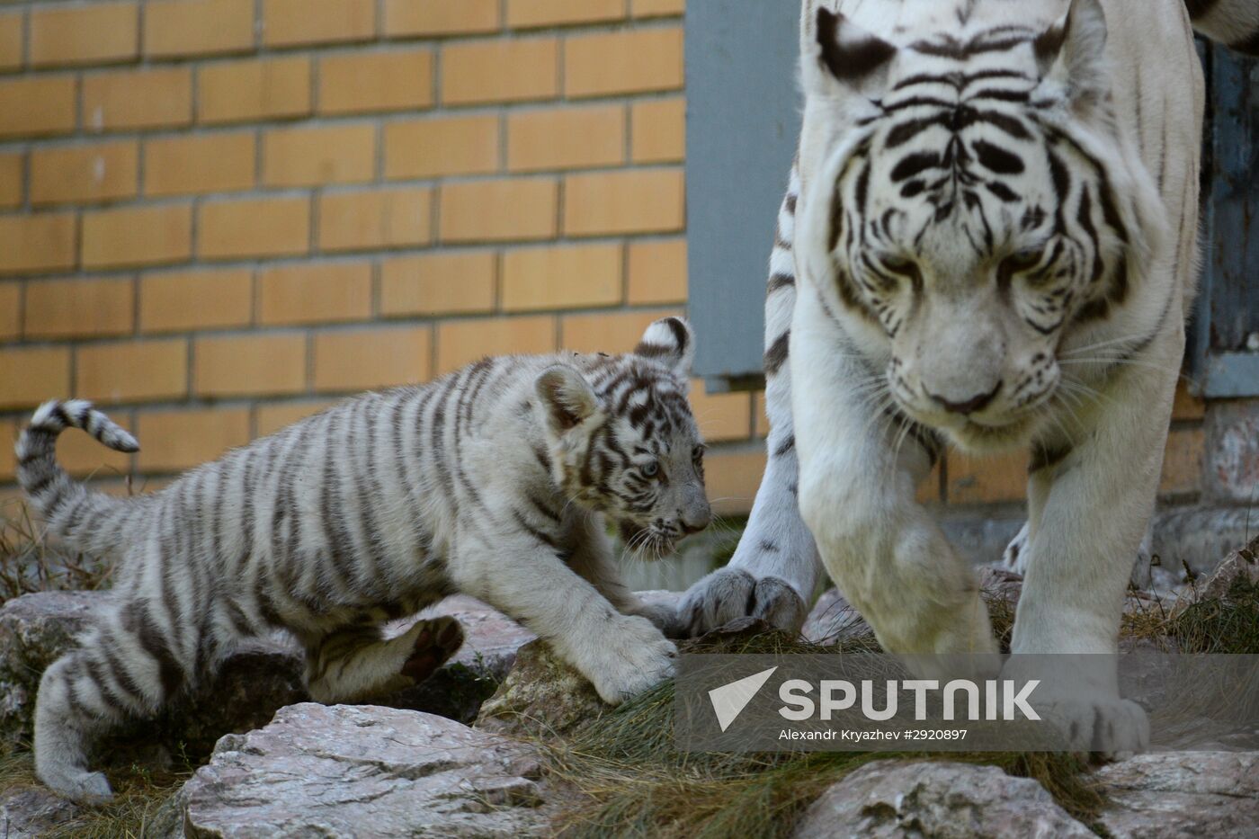 White tiger cub born in Novosibirsk Zoo | Sputnik Mediabank