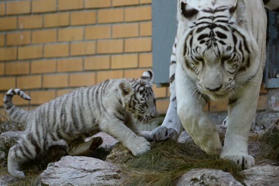 White tiger cub born in Novosibirsk Zoo