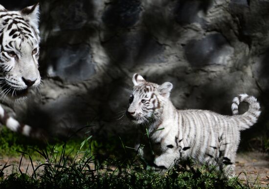 White tiger holding baby tiger cub : r/pics