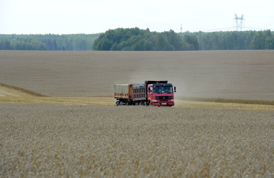 Grain harvesting in Chelyabinsk Region