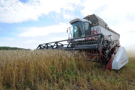 Grain harvesting in Chelyabinsk Region