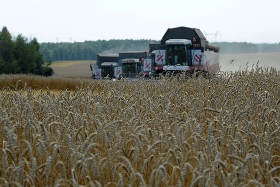 Grain harvesting in Chelyabinsk Region