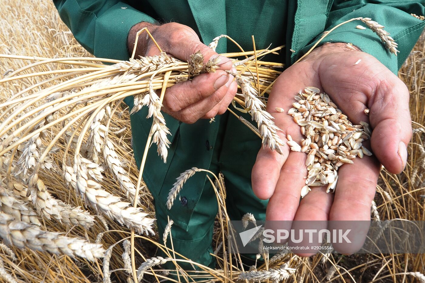 Grain harvesting in Chelyabinsk Region