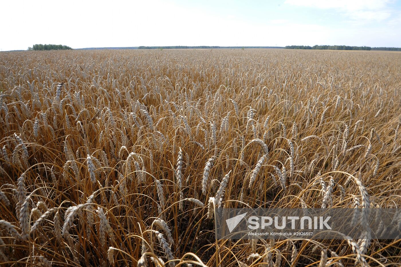 Grain harvesting in Chelyabinsk Region