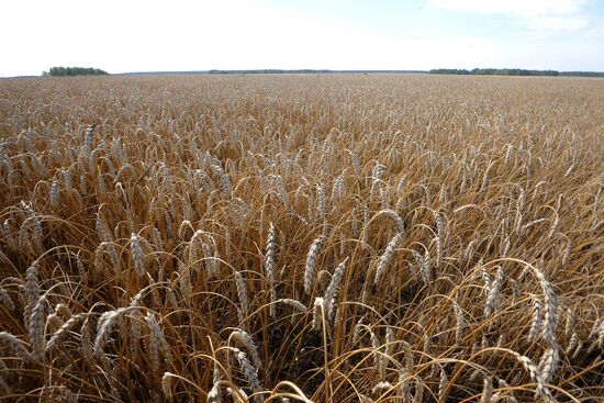 Grain harvesting in Chelyabinsk Region