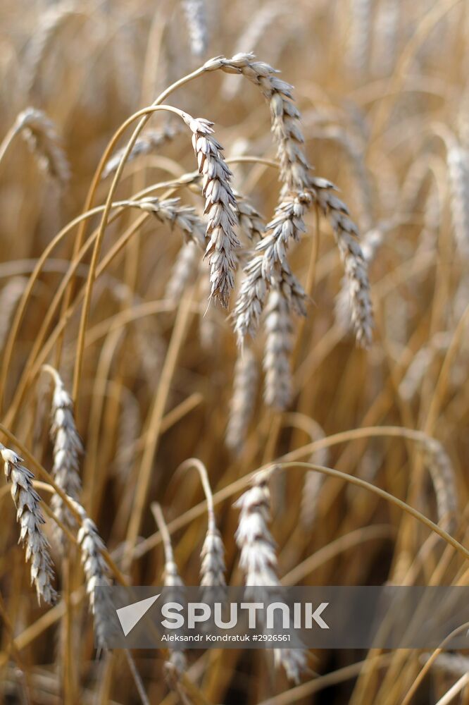 Grain harvesting in Chelyabinsk Region