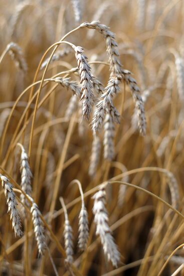 Grain harvesting in Chelyabinsk Region