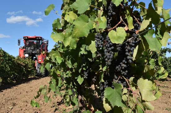Winemaking in Rostov Region
