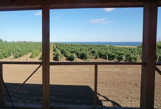 Winemaking in Rostov Region